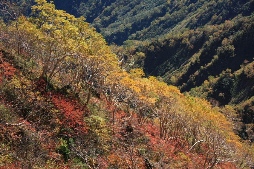画像を等倍で表示します 画像